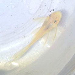 Longfin Cream White Ancistrus Pleco