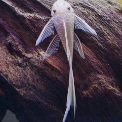 Longfin Snow White Ancistrus Pleco