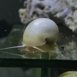 Ivory Mystery Snail