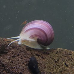 Magenta Mystery Snail