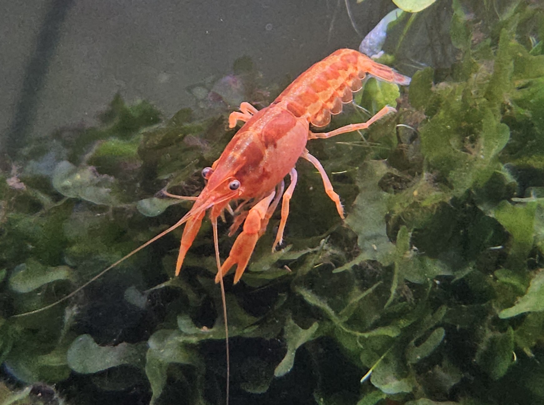 Orange Mexican Dwarf Crayfish