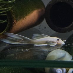 Alternative view of Longfin Snow White Ancistrus Pleco