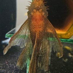 Male Longfin Calico Bristlenose Pleco (fully mature)