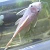 Male Snow White Bristlenose Pleco (fully mature)