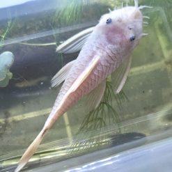 Male Snow White Bristlenose Pleco (fully mature)
