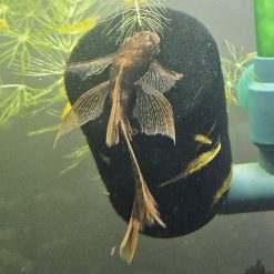 Longfin Calico Bristlenose Pleco - Female (6cm+)