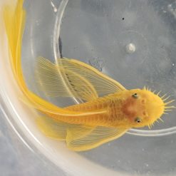 Male Longfin Blue Eye Lemon Bristlenose Pleco (mature)
