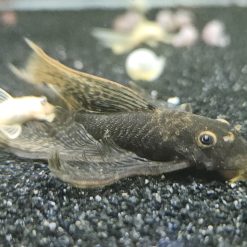 Alternative view of Longfin Calico Bristlenose Pleco - Female (6cm+)