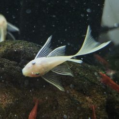 Longfin Cream White Ancistrus Pleco